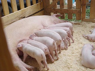 поголовье свиней, свиноматка и поросята