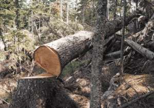 вырубка леса 