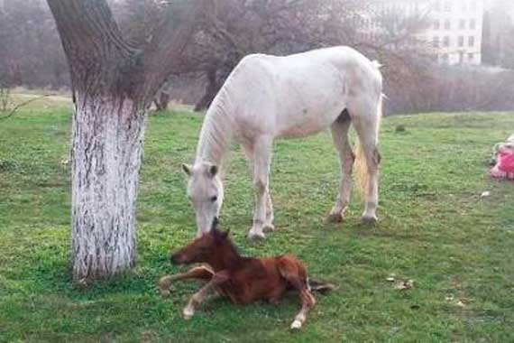 Вчера в Севастополе лошадь родила прямо возле троллейбусной остановки
