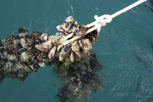 марикультура, разведение мидий в Черном море