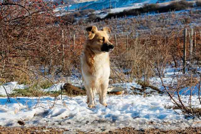 Жители Балаклавы и Севастополя часто видят одинокого пса возле одного из поворотов трассы. Пес вот уже на протяжении двух лет преданно кого-то ждет и никуда не уходит.