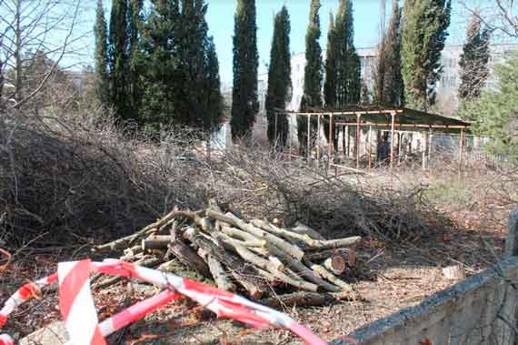 В севастопольском детском саду №122 по улице Хрусталёва, 119, подрядчики, выполняющие капитальный ремонт объекта, вырубили полсотни деревьев