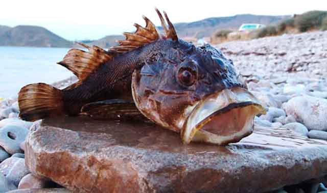 скорпена (морской еж) - представитель черноморской фауны - донная рыба длиной до 40 см. Скорпена может представлять опасность, поскольку шипы на жаберных крышках ершей содержат яд