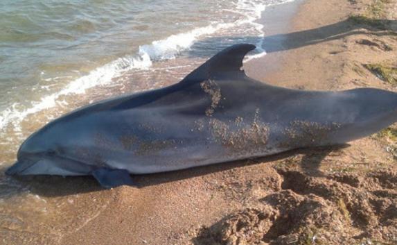 Шесть трупов дельфинов обнаружили на пляже Балаклавы участники проекта в защиту черноморских дельфинов «Serene Sea/Море голосов»
