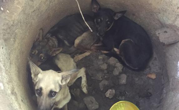 Кто-то оставил трёх животных в глубоком колодце без еды и воды. Собак, на которых были ошейники, нашли местные жители.