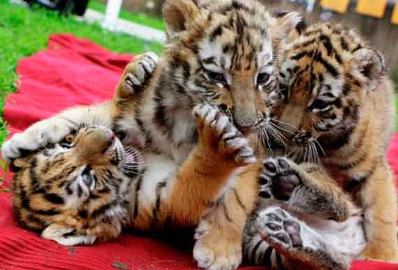 В крымском сафари-парке «Тайган» очередное прибавление: у одной из амурских тигриц родилось трое детенышей.