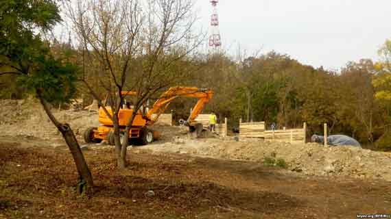 В Севастополе уничтожили редкие деревья ради исторического фестиваля 