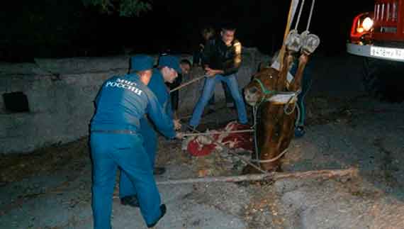 Крымские спасатели помогли лошади, которая провалилась в канализационный люк