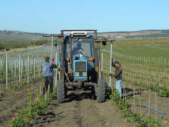 Агрофирма «Золотая Балка» устанавливает новейшую высококачественную оцинкованную шпалеру на участках молодых виноградников.