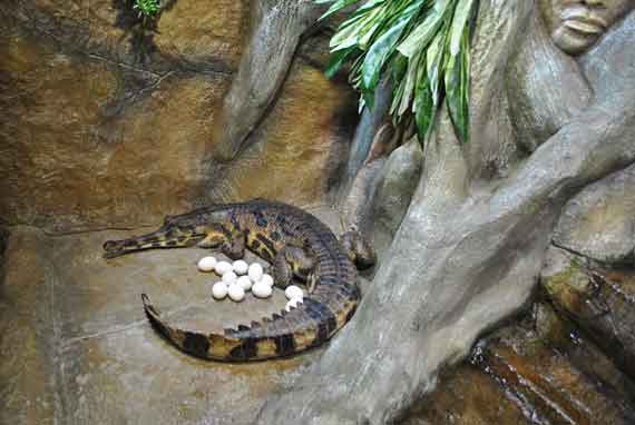 Гавиаловый крокодил (Tomistoma schlegelii) - пресмыкающееся семейства гавиаловых