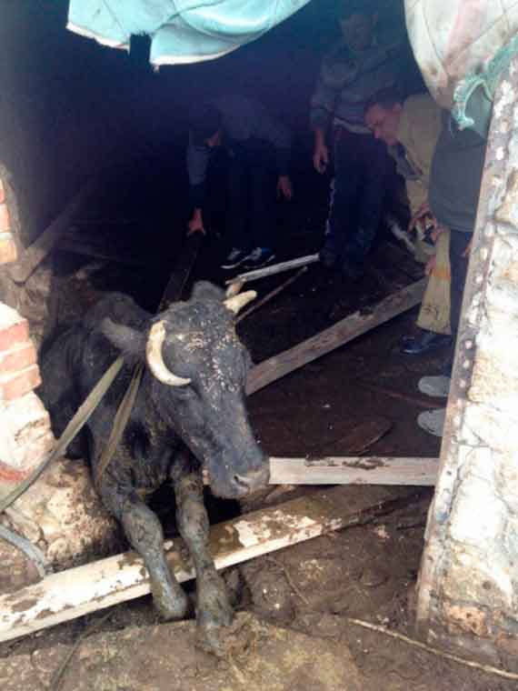 В Крыму спасали корову, упавшую в выгребную яму