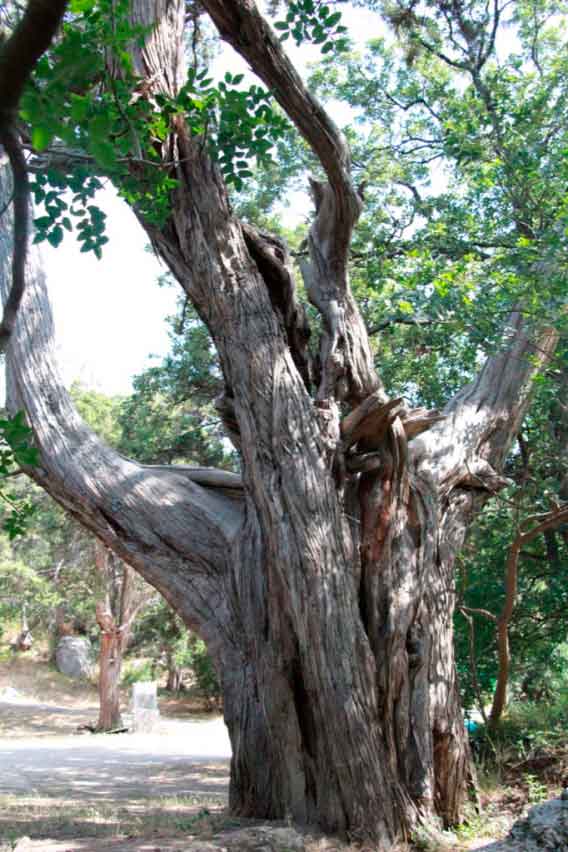 Можжевельник высокий (Juniperus excels Bieb.) на мысе Сарыч внесен в реестр под №670. Возраст этого дерева примерно насчитывает 2000-3000 лет.