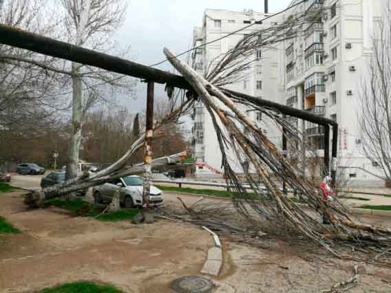 Большой тополь сломало ветром на ул. Ефремова 