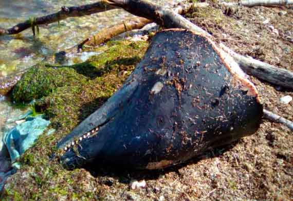 На берегу Песочного пляжа в Стрелецкой бухте Севастополя обнаружена отрезанная голова дельфина. Причина гибели животного достоверно не известна.