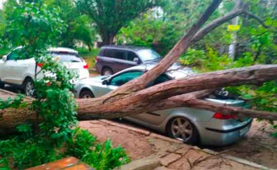 Во дворе многоэтажного дома на улице Боцманской в Севастополе ночью упало огромное дерево, задев при этом несколько автомобилей.