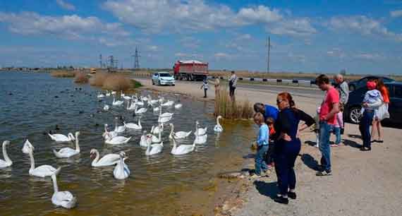 В Евпатории запретили стоянку у озера Сасык-Сиваш - места гнездования колонии лебедей, живущих в Крыму круглый год. Теперь на пятачке, где останавливались туристы, стоит экипаж ДПС.