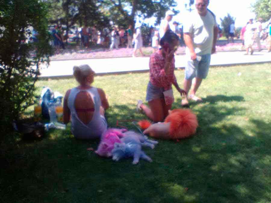 После парада в День Военно-морского флота в Севастополе на газоне площади Нахимова мирно спали трое собак. Неестественный окрас шерсти – розовый, пурпурный и голубой – сделал на первый взгляд непримечательное событие настоящей "бомбой" в соцсетях.