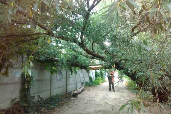 Сотрудники муниципального бюджетного учреждения «Город» убрали 11 деревьев и пять крупных ветвей, поваленных во время сильной грозы в Симферополе.