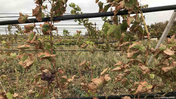 От выбросов завода «Крымский титан» в Армянске пострадали фермерские угодья, в частности, виноградники