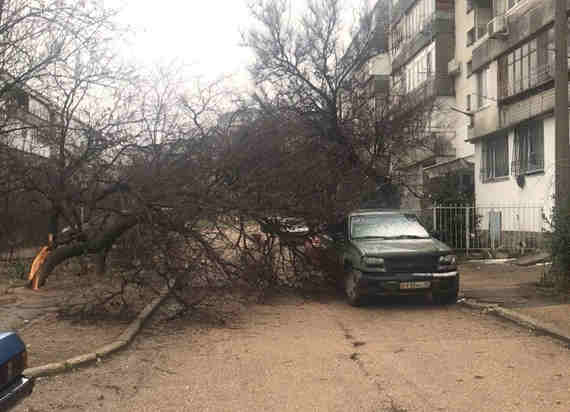 в этот же день дерево упало на автомобиль у дома № 7 на улице Юмашева