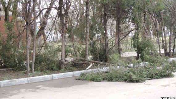 Обломанные деревья в Керчи после снегопада, 11 января 2019 года
