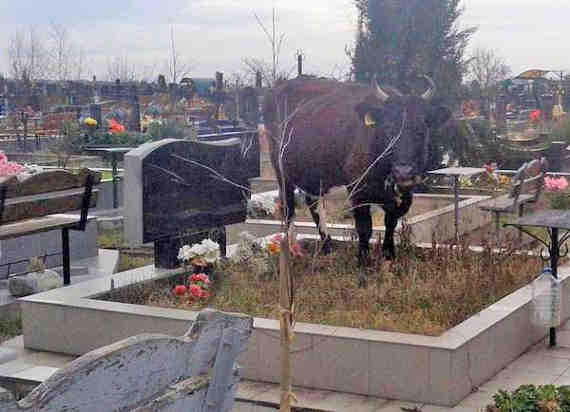 На одном из кладбищ в Севастополе по могилам пасутся коровы