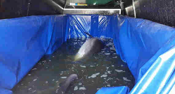 Дельфинов и морских котиков все это время держат в карантинных бассейнах