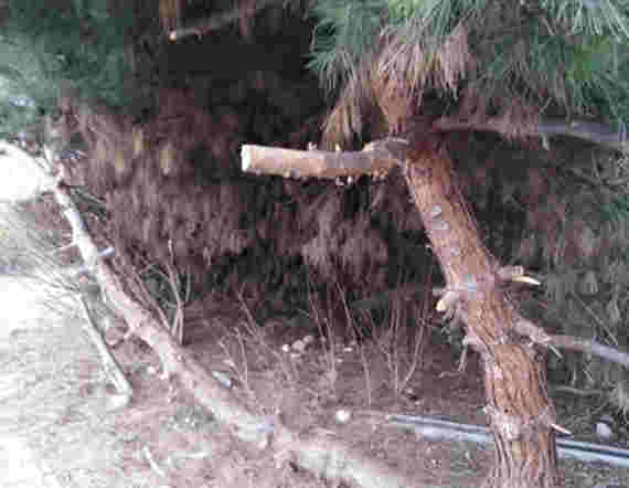 Севастопольцы обеспокоены «нестандартной» обрезкой деревьев в одном из районов города.