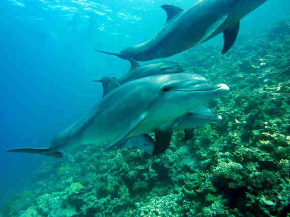 дельфины под водой