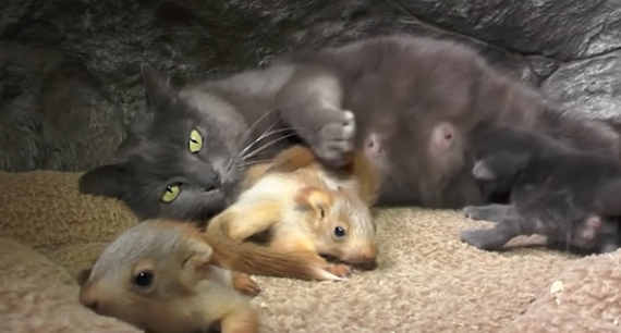 В бахчисарайском парке миниатюр кошка взяла под опеку осиротевших бельчат. Теперь они вместе живут с котятами одной большой дружной семьей.