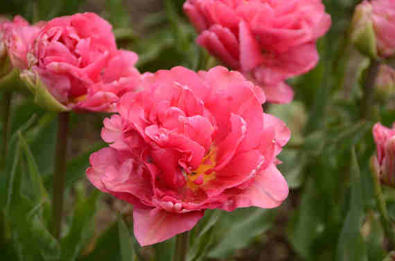 Сразу 96 сортов иностранной селекции впервые представлены на традиционной выставке тюльпанов в открытом грунте в Никитском ботаническом саду. 