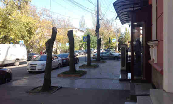 Во время благоустройства центра Симферополя варварски, почти под корень, обрезали 4 тыс. деревьев. Это стало одной из причин, по которым Бахарев возглавил топ худших мэров городов России.