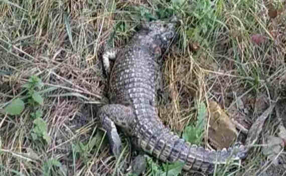 В Симферополе рядом со школой №24 местные жители обнаружили живого крокодила