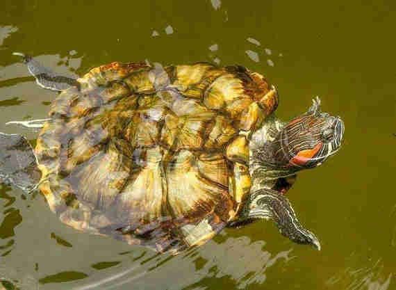 красноухие черепахи - обитатели жарких стран, селятся в небольших водоёмах и очень любят карабкаться на камни и коряги, где могут сидеть часами