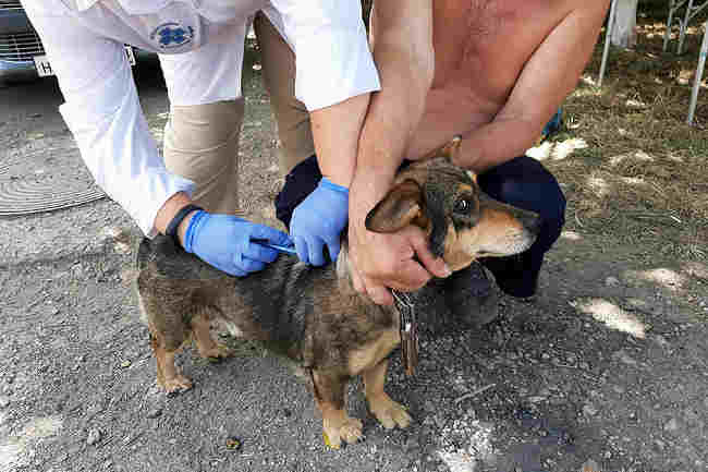 Вакцинация домашних животных, вакцинация собак против бешенства