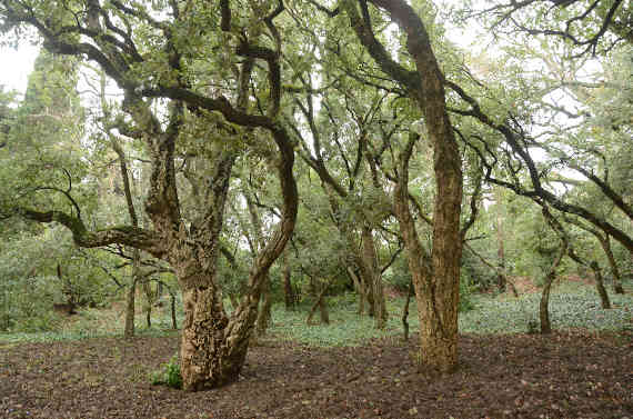 Роща пробковых дубов в Нижнем парке Никитского сада