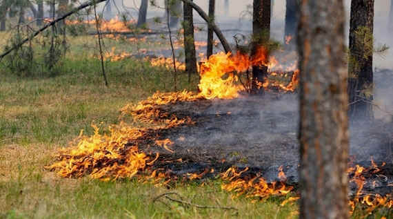 лесной пожар, пожар в лесу