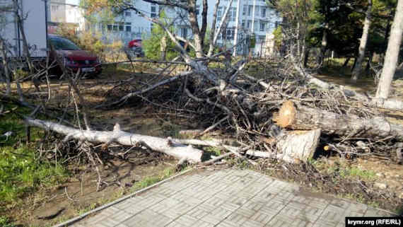 В Севастополе несколько десятков сосен снесли на проспекте Острякова 