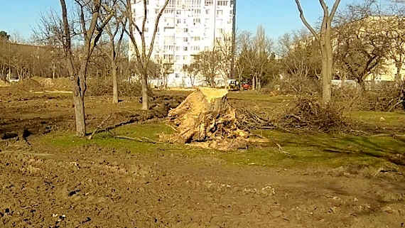 При строительстве нового парка на ул. Николая Музыки спилили почти 200 деревьев