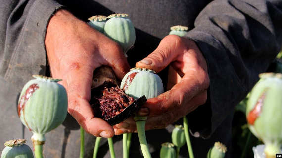 В Крыму задумались о выращивании наркосодержащих растений, в частности – опийного мака