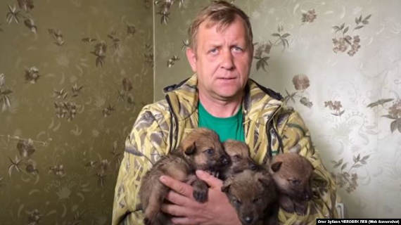 Собственник Ялтинского зоопарка «Сказка» и парка львов «Тайган» Олег Зубков сообщил, что спасенные волчата, которых передали парку несколько дней назад, уже пришли в себя и даже начали есть мясо