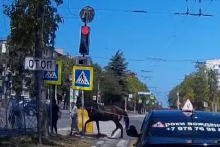 В Севастополе на переходе лошадь сбила человека