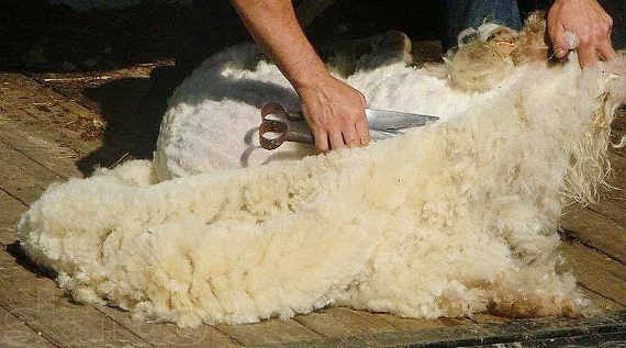 стрижка овец 