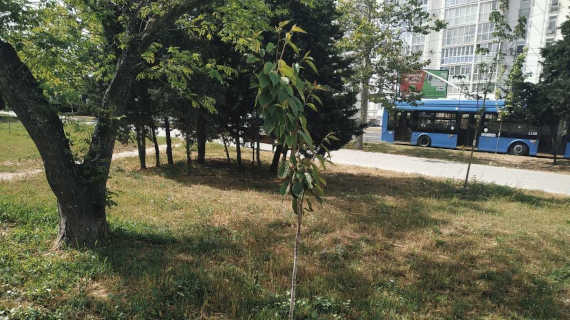 В Гагаринском районе Севастополя может исчезнуть большое количество взрослых деревьев, расположенных с одной из сторон проспекта Октябрьской Революции