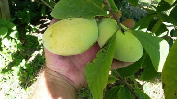 плоды азимины - бананового дерева