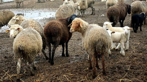 стадо овец, овцы, бараны