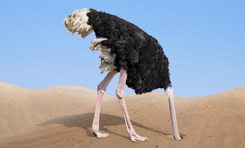 страус голову в песок