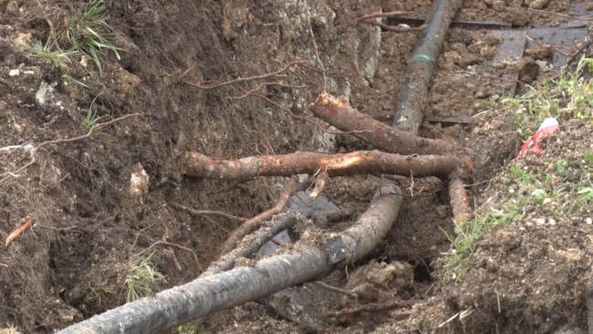 Корни многолетних деревьев были попросту перерублены лопатами в ходе прокладки силового кабеля