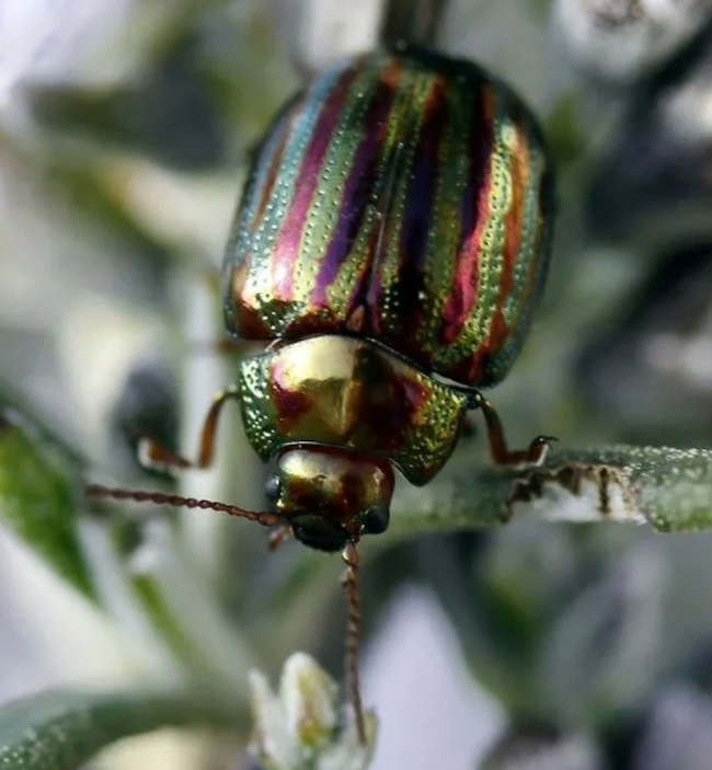 вредителя — розмаринового жука (Chrysolina americana), который уничтожает зелёные побеги одноимённого кустарника