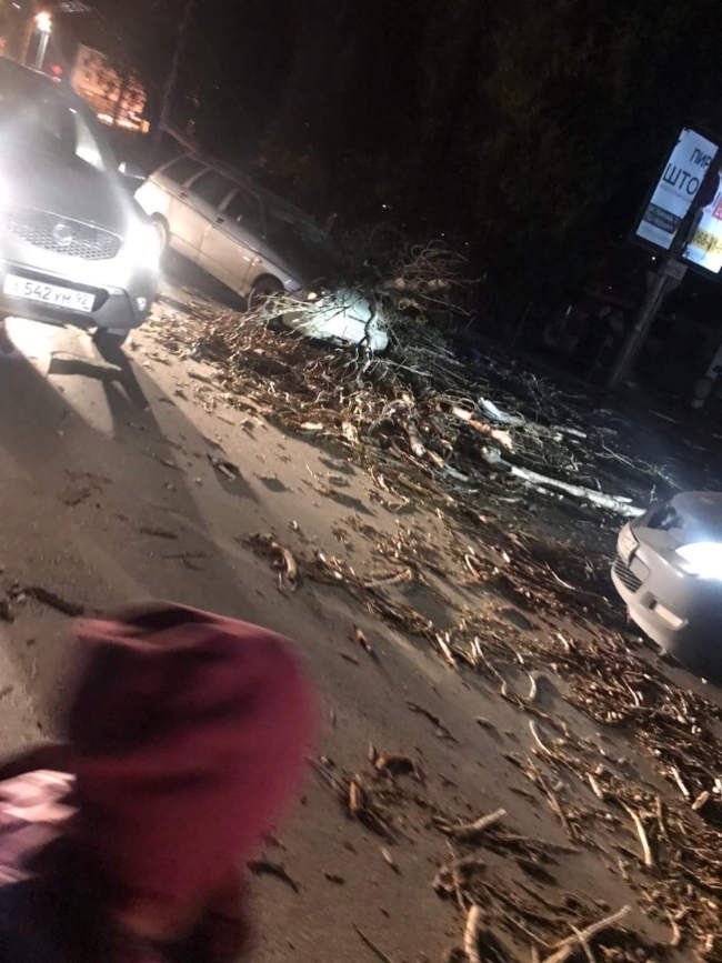 В районе автовокзала в Севастополе упавшее дерево 